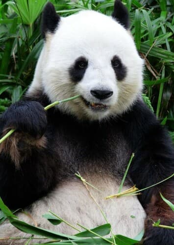 Giant Panda