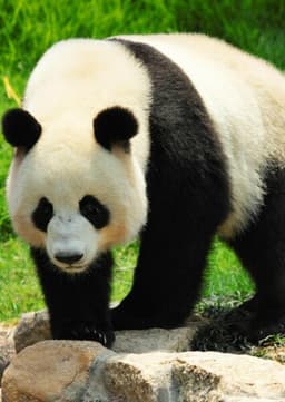 Giant Panda