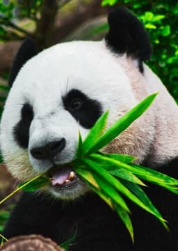 Giant Panda