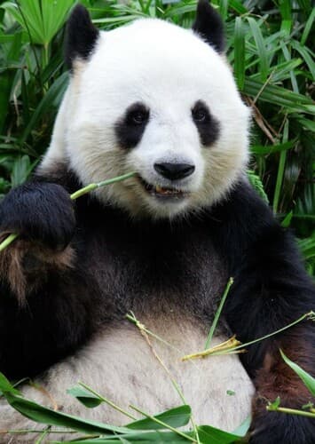 Giant Panda