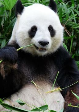 Giant Panda