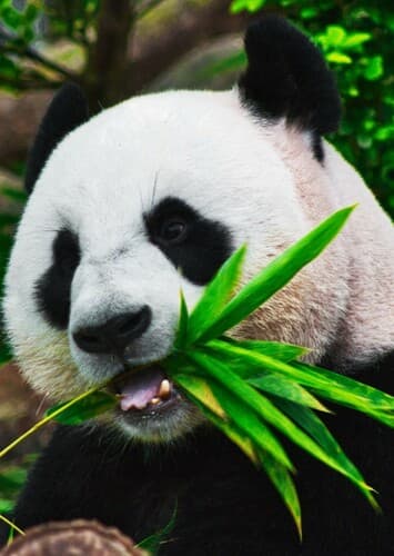 Giant Panda