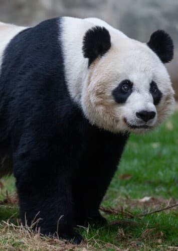 Giant Panda