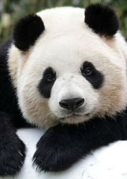 Giant Panda