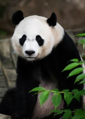 Giant Panda