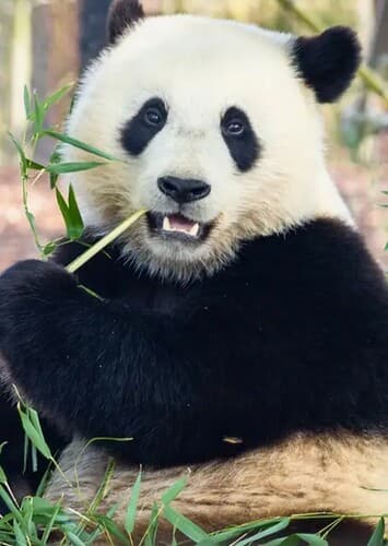 Giant Panda