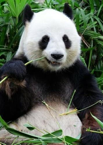 Giant Panda