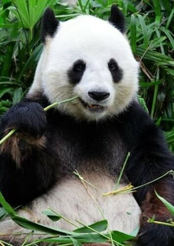 Giant Panda
