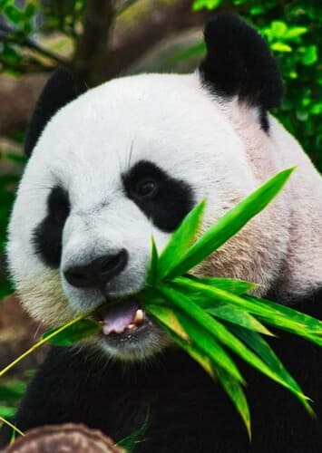 Giant Panda