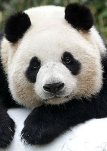Giant Panda
