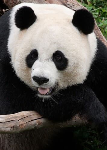Giant Panda