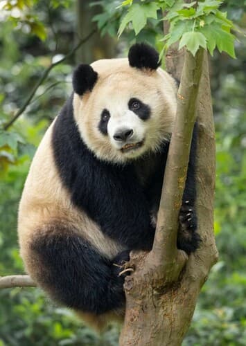 GIant Panda