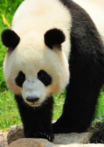 Giant Panda
