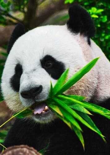 Giant Panda