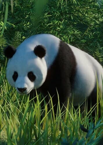 Giant Panda
