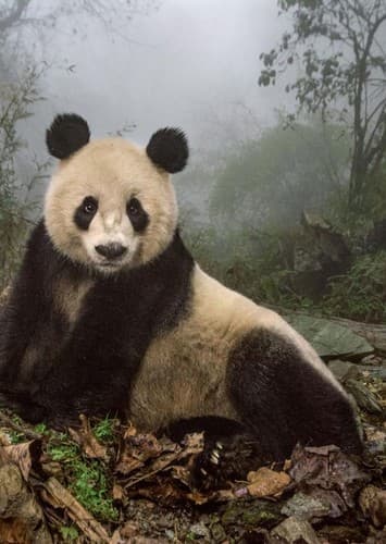 Giant Panda