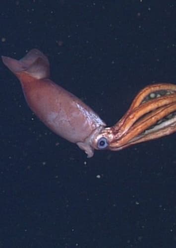 Giant Squid