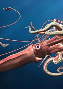 Giant Squid