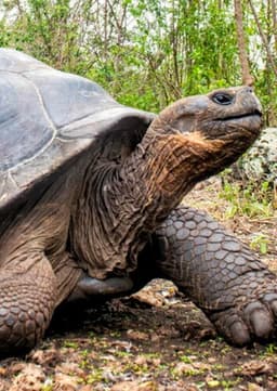 Giant Tortoise