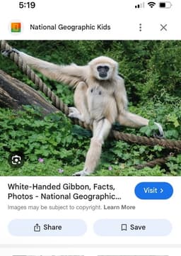 Gibbon