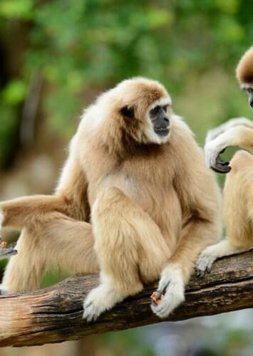 Gibbon