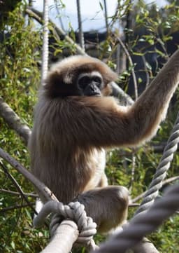 Gibbon