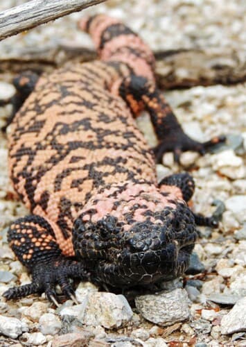 Gila Monster