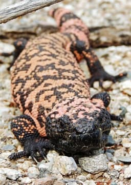 Gila Monster