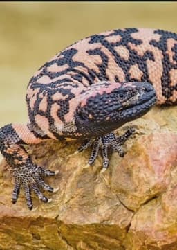 Gila monster