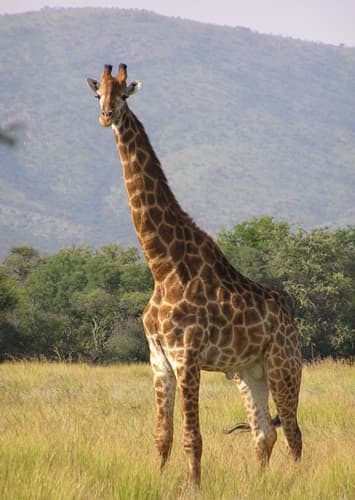 Giraffe