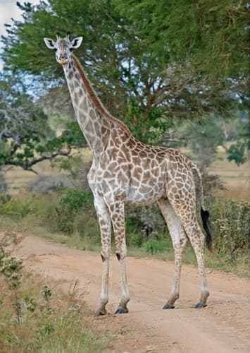 Giraffe
