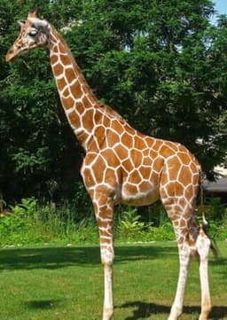 Giraffe