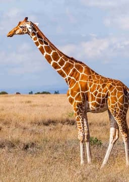 Giraffe
