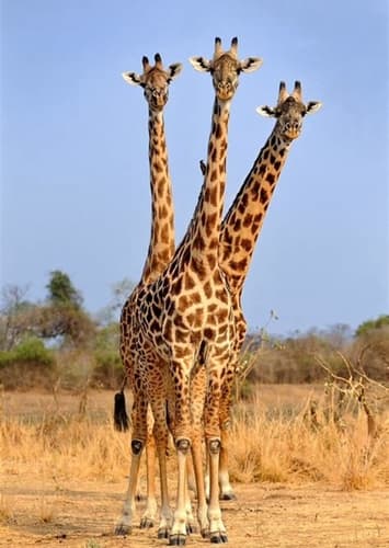 Giraffe