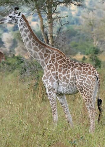 Giraffe
