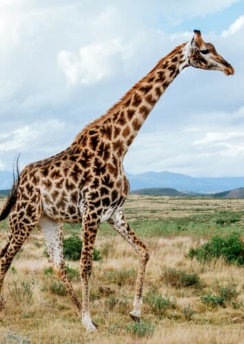 Giraffe