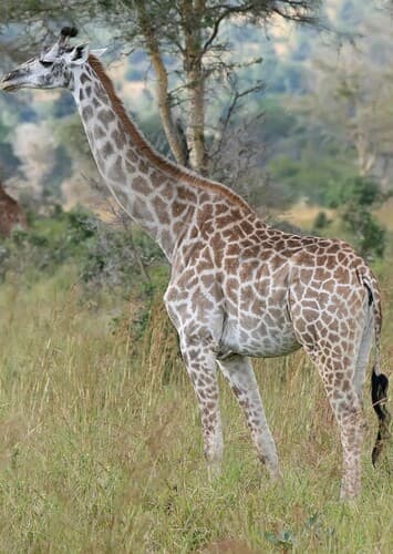 Giraffe