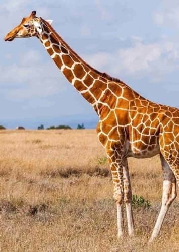 Giraffe