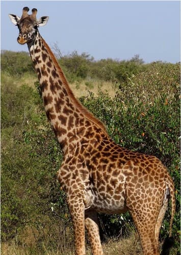 Giraffe