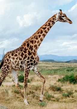 Giraffe