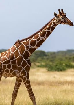 Giraffe
