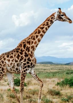 Giraffe