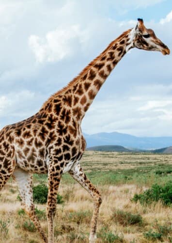 Giraffe