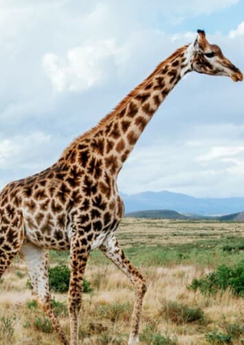 Giraffe
