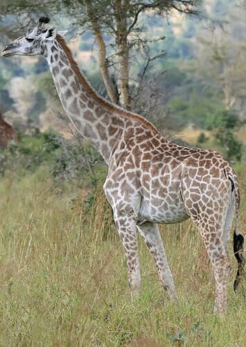 Giraffe
