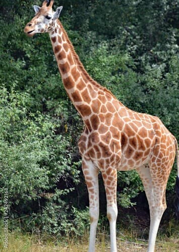 Giraffe