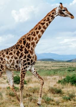 Giraffe