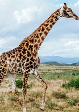 Giraffe
