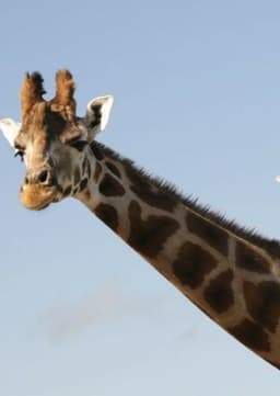 Giraffe