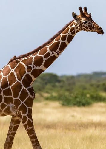 Giraffe